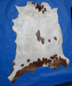 Cream with Rust Colored Patches Goat Hide, Skin 38 by 36 inches for $44.99