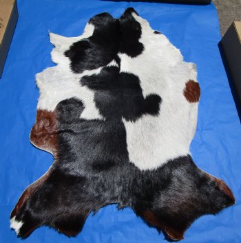 Black and White Goat Hide, Skin with Brown Patches 48 by 34 inches for $44.99