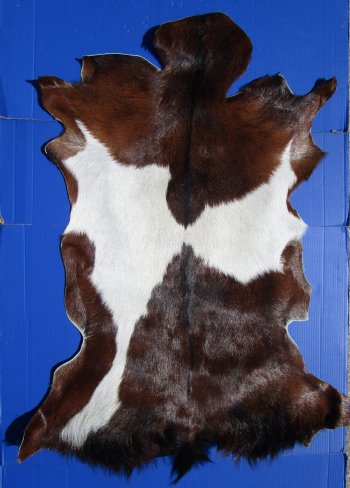 Rich Brown and White Goat Skin, Hidde 46 by 35 inches for $44.99