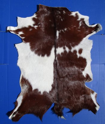 Authentic Rich Brown and White Goat Skin, Hide 35 by 30 inches for $44.99