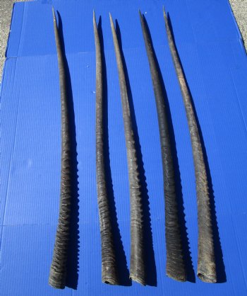 5 Extra Large Authentic Gemsbok Horns, Oryx Horns in Bulk 37 to 40 inches long for $25.00 each