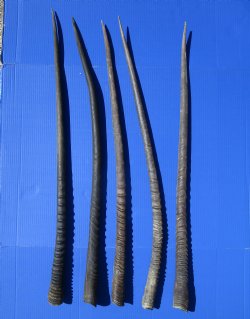 5 Large Authentic Gemsbok Horns, Oryx Horns in Bulk 37 to 39 inches long for $25.00 each
