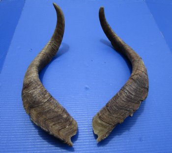2 Jumbo African Goat Horns, 24-3/4 and 25 inches (1 Right, 1 Left) for $20.00 each