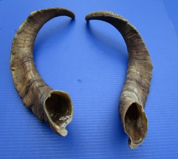 2 Jumbo African Goat Horns, 24-3/4 and 25 inches (1 Right, 1 Left) for $20.00 each