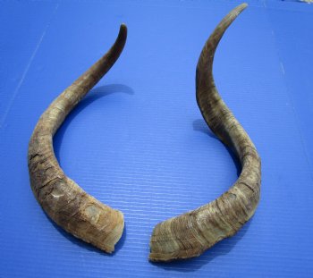 2 Jumbo African Goat Horns, 24-3/4 and 26-3/4 inches (1 Right, 1 Left) for $20.00 each