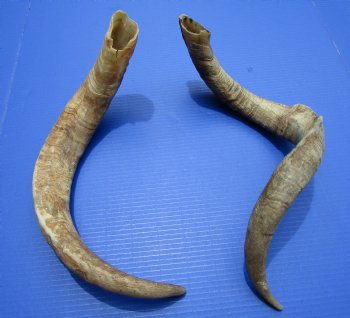 2 Jumbo African Goat Horns, 24-3/4 and 26-3/4 inches (1 Right, 1 Left) for $20.00 each