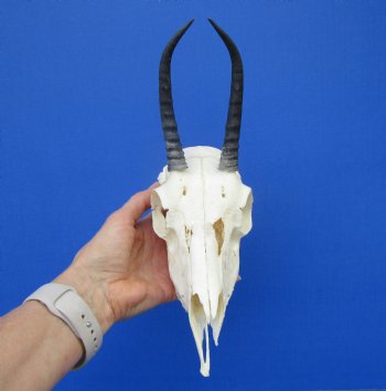 Female Springbok Damaged Skull with 5-1/2 inches <font color=red> Grade B Quality</font> for $44.99