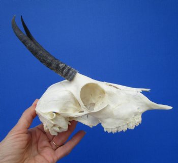 Female Springbok Damaged Skull with 5-1/2 inches <font color=red> Grade B Quality</font> for $44.99