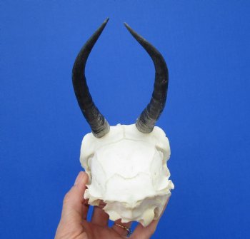 Female Springbok Damaged Skull with 5-1/2 inches <font color=red> Grade B Quality</font> for $44.99