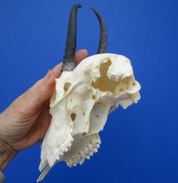 Female Springbok Damaged Skull with 5-1/2 inches <font color=red> Grade B Quality</font> for $44.99