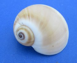 Genuine Natica Vitellus Shells Bulk 1 Kilo Bag (1"-2") - $6.40 a kilo; 3 @ $5.76 a kilo