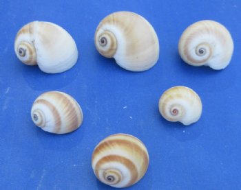 Natica Vitellus Moon Snail Shells <font color=red> Wholesale</font> (1"-2") -  Minimum: 2 Cases: 20 kilos @ $3.60 a kilo