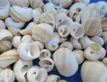 Natica Vitellus Moon Snail Shells <font color=red> Wholesale</font> (1"-2") -  Minimum: 2 Cases: 20 kilos @ $3.60 a kilo