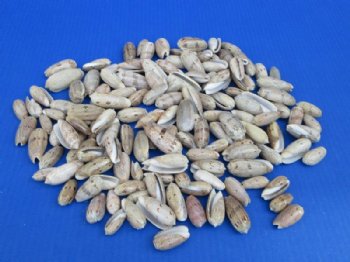Oliva Bulbiformis Shells, 1 to 2 inches, Black-Tinted Olives - $16 a kilo