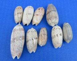 Oliva Bulbiformis Shells, 1 to 2 inches, Black-Tinted Olives - $16 a kilo
