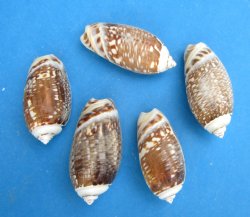 Olive Gibbosa Shells <font color=red> Wholesale</font> 2 to 2-1/2 inches - Case: 20 kilos @ $6.75 a kilo