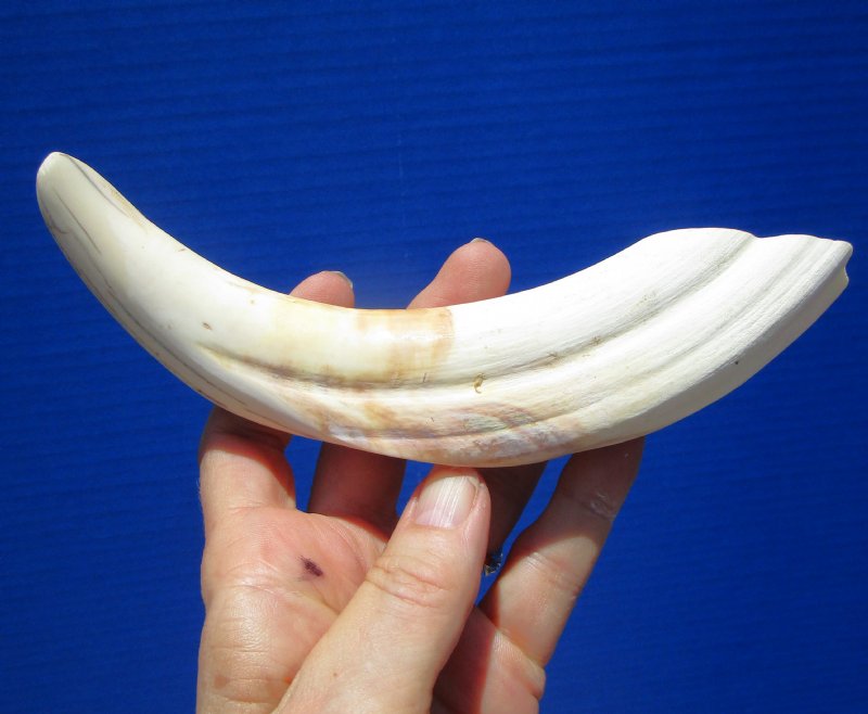 8 inches Warthog Tusk for Sale (5-1/4 inches Solid)