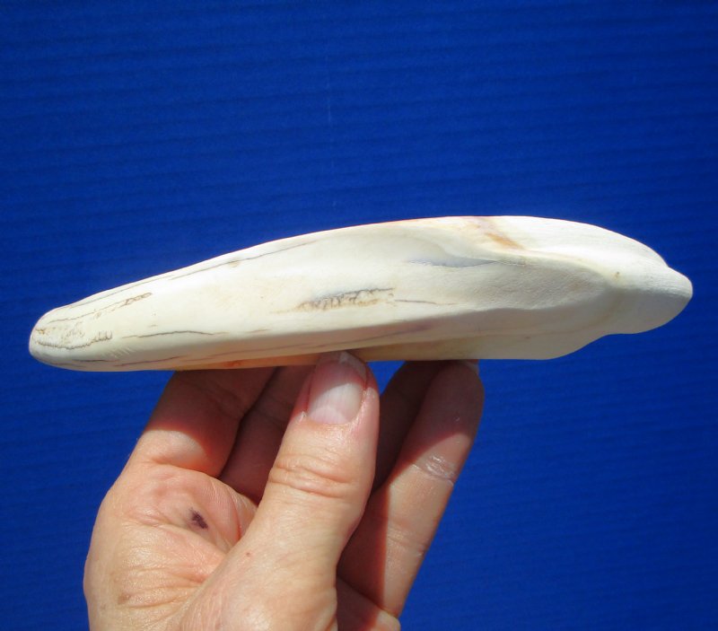 8 inches Warthog Tusk for Sale (5-1/4 inches Solid)
