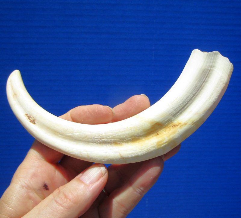 8-1/4 inches Warthog Tusk for Sale (5 inches Solid)