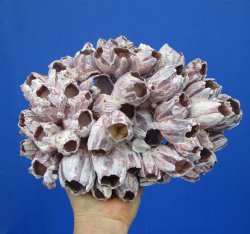 10-1/2 inches Large Purple Barnacle Cluster for Sale for $19.99