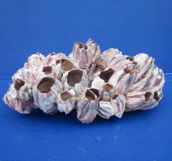 10-1/2 inches Large Purple Barnacle Cluster for Sale for $19.99