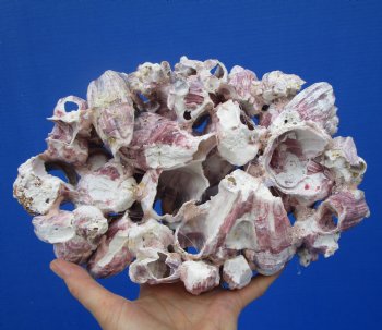 10-1/2 inches Large Purple Barnacle Cluster for Sale for $19.99