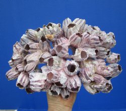 10-1/2 inches Large Purple Barnacle Cluster for Sale for $19.99