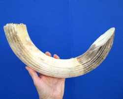 19 inches Authentic Curved Hippo Tusk, Hippo Ivory, 1.85 pounds, 10 inches Solid  (CITES 300162) for $229.99