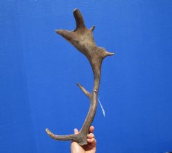 Fallow Deer Antler for Sale 17-1/4 Inches Tall, 8-1/2 inches Wide for $29.99