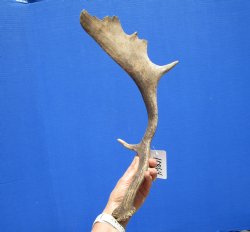 Fallow Deer Antler Shed 17-1/2 Inches Tall, 9-1/2 inches Wide for $29.99