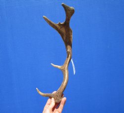 Genuine Fallow Deer Antler Shed 15-1/2 Inches Tall, 5 inches Wide for $29.99