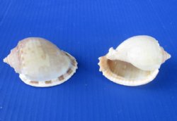 3 to 3-7/8 inches Medium Size Grey Bonnet Shells in Bulk for Seashell Crafts - 10 @ $1.00 each; 50 @ .86 each