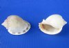 3 to 3-7/8 inches Medium Size Grey Bonnet Shells in Bulk for Seashell Crafts - Pack of 10 @ .90 each; Pack of 50 @ .72 each