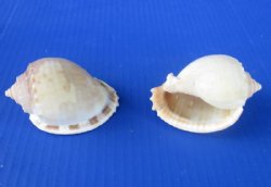 4 to 4-3/4 inches Large Bonnet Shells <font color=red> Wholesale</font> in Bulk, Phalium Glaucum Shells - 100 @ .90 each