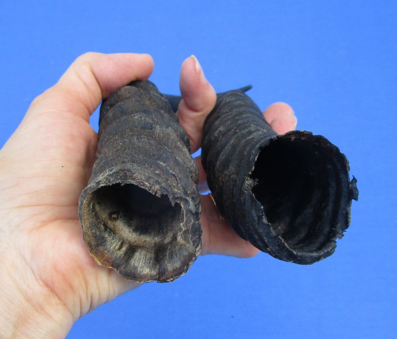 Grab A Lot Of 10 Real South African Springbok Horns! 9-12 Inches Long. Perfect For Crafts, Décor, Or Collections.