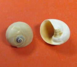 1-1/2 to 2 inches Shark's Eye Shells, Neverita duplicata <font color=red> Wholesale</font> 500 @ .18 each