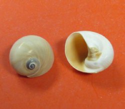 1 to -1-1/2 inches Shark's Eye Shells in Bulk, Neverita duplicata - 100 @ .20 each