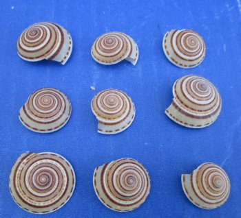 3/4 to 1 inch Small Round Sundial Shells <font color=red> Wholesale</font> - 1000 @ .11 each