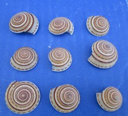 3/4 to 1 inch Small Round Sundial Shells <font color=red> Wholesale</font> - 1000 @ .11 each
