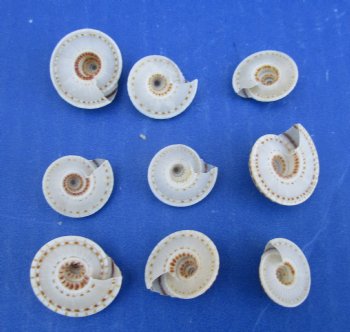 3/4 to 1 inch Small Round Sundial Shells <font color=red> Wholesale</font> - 1000 @ .11 each