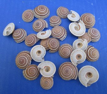 3/4 to 1 inch Small Round Sundial Shells <font color=red> Wholesale</font> - 1000 @ .11 each