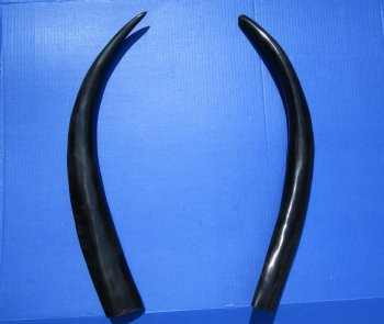 Two Tall Narrow Black Polished Buffalo Horns, 25 and 25-1/4 inches - Buy these for $25 each
