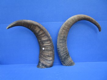 22 and 25 inches Sanded Raw Natural Water Buffalo Horn  - Buy these two for $35 each