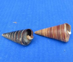 Telescopium Auger Shells (2.5-3") - 25 @ .48 each; 50 @ .43 each