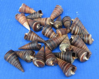 Wholesale Telescopium Auger Shells in Bulk (2.5-3") - 350 @ .27 each