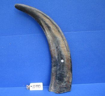 23-3/4 inches Sanded Raw Natural Buffalo Horn  - Buy this one for $39.99