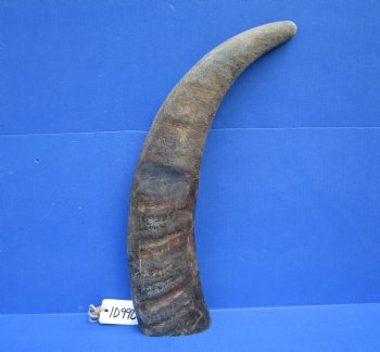 23-3/4 inches Sanded Raw Natural Buffalo Horn  - Buy this one for $39.99