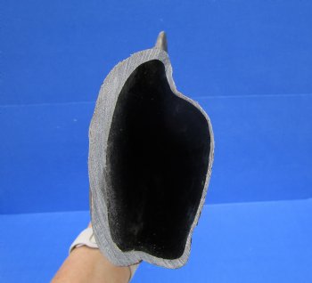 23-3/4 inches Sanded Raw Natural Buffalo Horn  - Buy this one for $39.99