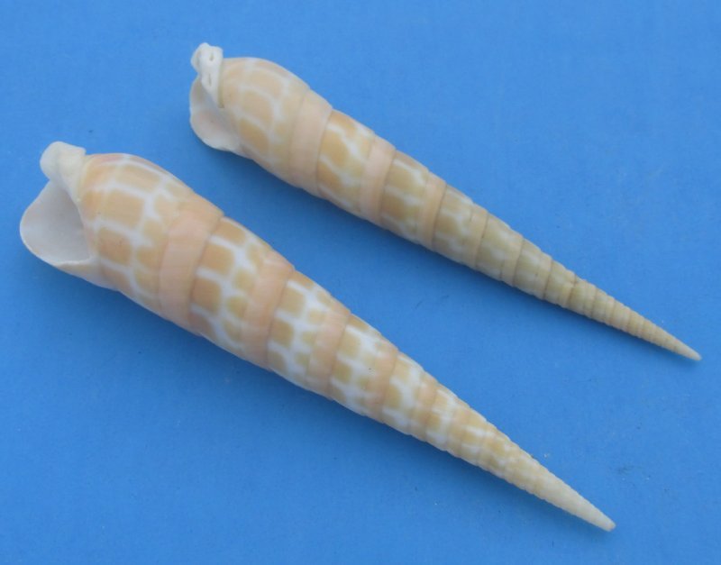 21/2 to 5 inch Bulk Eyed Auger Shells for Sale at Worldwide Wildlife Products