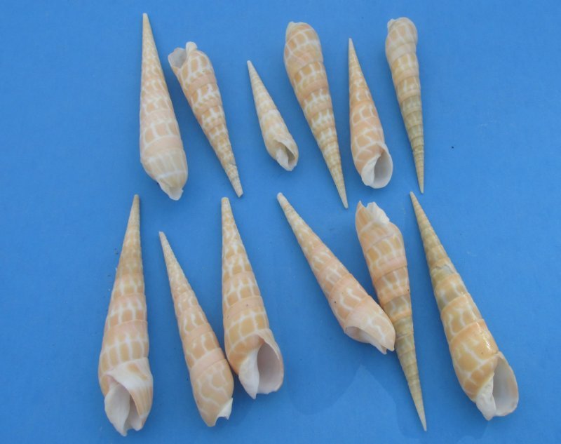 21/2 to 5 inch Bulk Eyed Auger Shells for Sale at Worldwide Wildlife Products